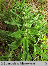 Echium vulgare (Å¼mijowiec zwyczajny)