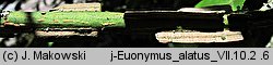 Euonymus alatus (trzmielina oskrzydlona)