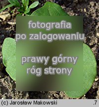 Fagopyrum esculentum (gryka zwyczajna)