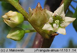 Frangula alnus (kruszyna pospolita)