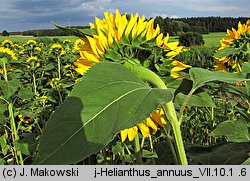 Helianthus annuus (słonecznik zwyczajny)