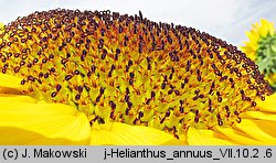 Helianthus annuus (słonecznik zwyczajny)