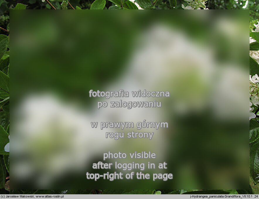 Hydrangea paniculata â€˜Grandifloraâ€™