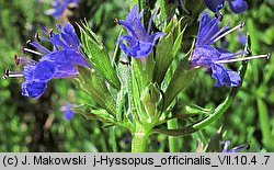 Hyssopus officinalis (hyzop lekarski)