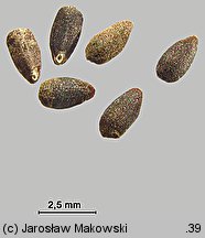 Hyssopus officinalis (hyzop lekarski)