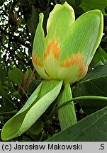 Liriodendron tulipifera (tulipanowiec amerykaÅ„ski)
