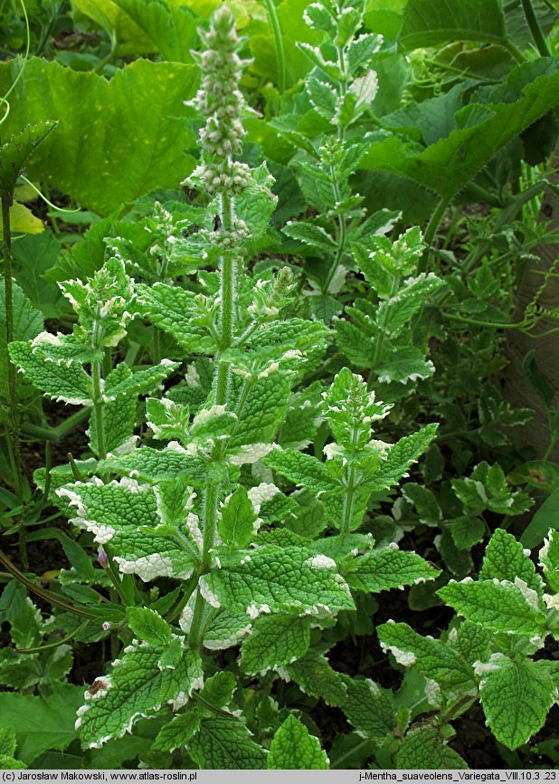 Mentha suaveolens (mięta okrągłolistna)