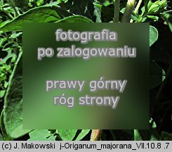 Origanum majorana (lebiodka majeranek)