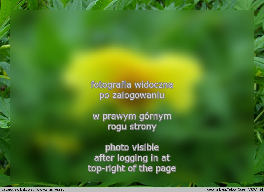 Paeonia delavayi ‘Yellow-Queen’