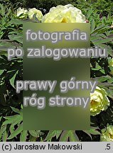 Paeonia suffruticosa High Noon