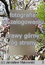 Paulownia tomentosa (paulownia omszona)