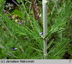 Salvia yangii (perowskia Å‚obodolistna)