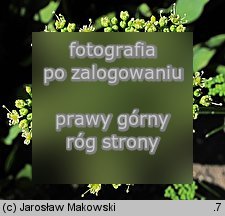 Petroselinum crispum (pietruszka zwyczajna)