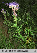 Phacelia tanacetifolia (facelia błękitna)