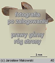 Physostegia virginica (odętka wirginijska)