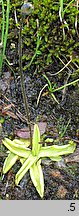 Pinguicula vulgaris ssp. vulgaris (tÅ‚ustosz pospolity typowy)