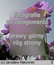 Primula farinosa (pierwiosnek omÄ…czony)