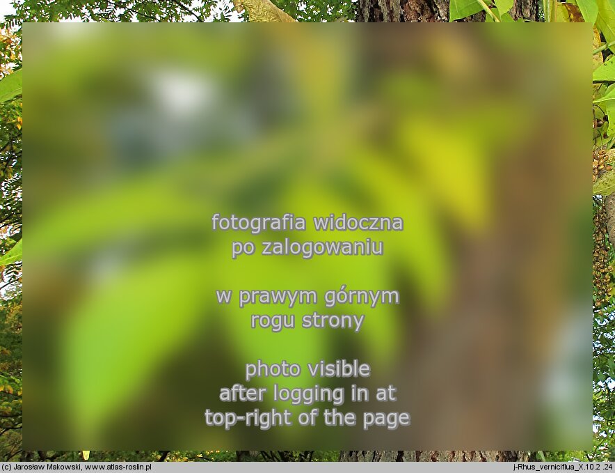 Toxicodendron vernicifluum (sumak lakowy)