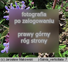 Salvia verticillata (szaÅ‚wia okrÄ™gowa)