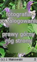 Salvia viridis (szałwia zielona)