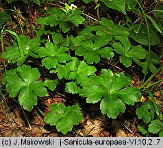 Sanicula europaea (żankiel zwyczajny)