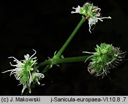 Sanicula europaea (żankiel zwyczajny)
