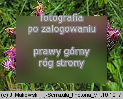 Serratula tinctoria (sierpik barwierski)