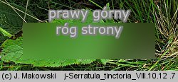Serratula tinctoria (sierpik barwierski)