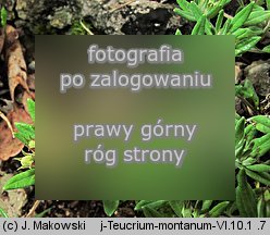 Teucrium montanum (ożanka górska)
