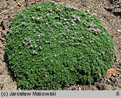 Thymus serpyllum (macierzanka piaskowa)