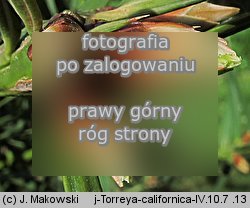 Torreya californica (czwÃ³rczak kalifornijski)