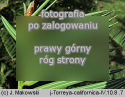 Torreya californica (czwórczak kalifornijski)