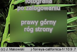 Torreya californica (czwÃ³rczak kalifornijski)