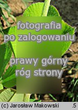 Trifolium incarnatum (koniczyna krwistoczerwona)