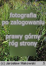 Triticum turgidum ssp. durum (pszenica szorstka twarda)