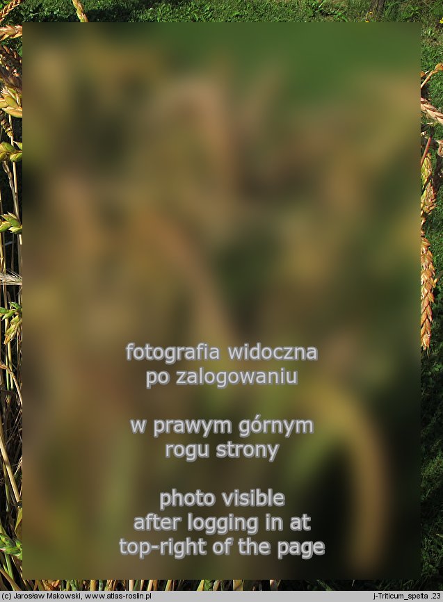 Triticum spelta (pszenica orkisz)