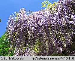 Wisteria sinensis (słodlin chiński)