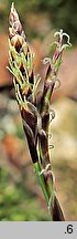 Carex digitata (turzyca palczasta)