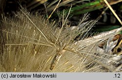Carlina acaulis ssp. acaulis (dziewięćsił bezłodygowy typowy)