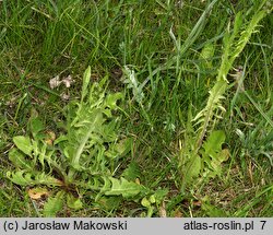 Crepis biennis (pępawa dwuletnia)