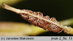Rorippa ×armoracioides (rzepicha chrzanolistna)
