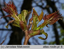 Ailanthus altissima (bożodrzew gruczołowaty)