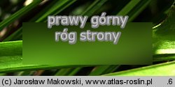 Alisma plantago-aquatica (żabieniec babka wodna)