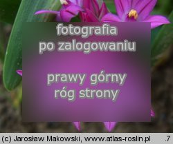 Allium oreophilum (czosnek Ostrowskiego)