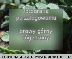 Anthyllis montana (przelot górski)