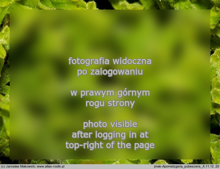 Apometzgeria pubescens (widlicowiec omszony)