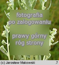 Artemisia absinthium (bylica piołun)