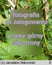 Astragalus glycyphyllos (traganek szerokolistny)