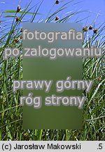 sitowiec nadmorski (agg.) (Bolboschoenus maritimus agg.)