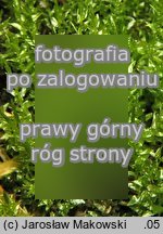 Calliergon cordifolium (mokradłosz sercowaty)